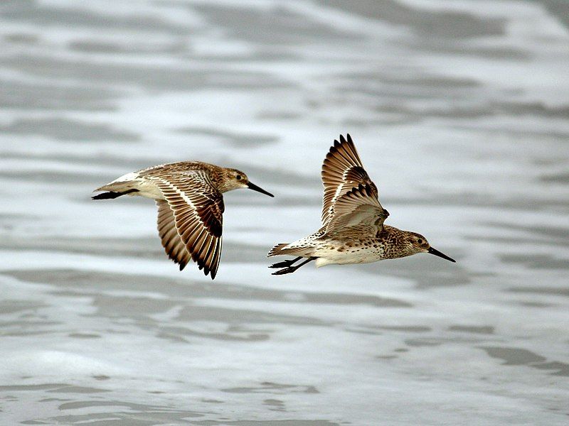 File:Great knots (22979015245).jpg