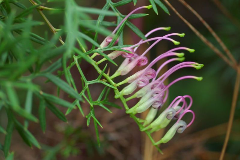 File:Grevillea rivularis.jpg