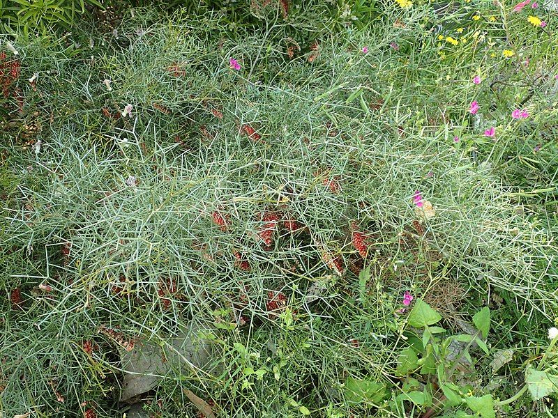 File:Grevillea squiresiae habit.jpg