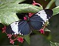 Cydno Longwing