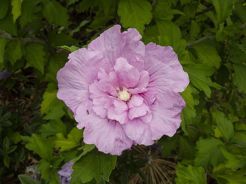 File:Hibiscus Lavender Chiffon.jpg