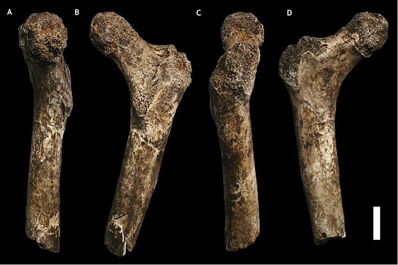 File:Homo naledi femur.jpg