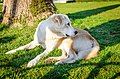 Istanbul Dog, Istanbul, Turkey