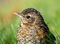 Image 81Juvenile American robin