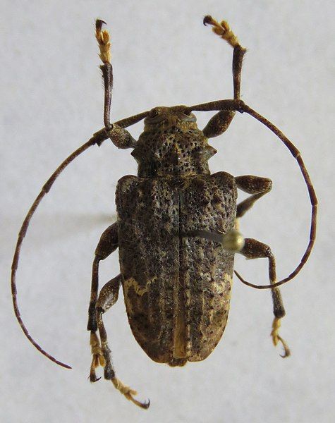 File:Lagocheirus binumeratus.jpg