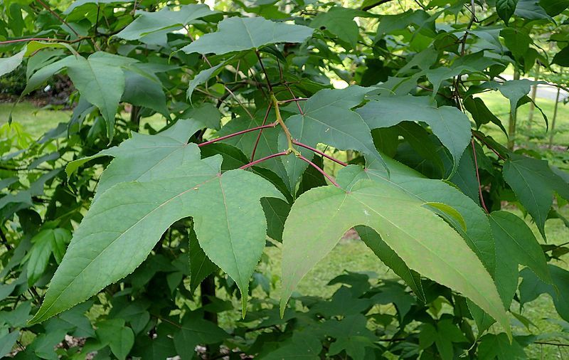 File:Liquidambar acalycina kz1.jpg