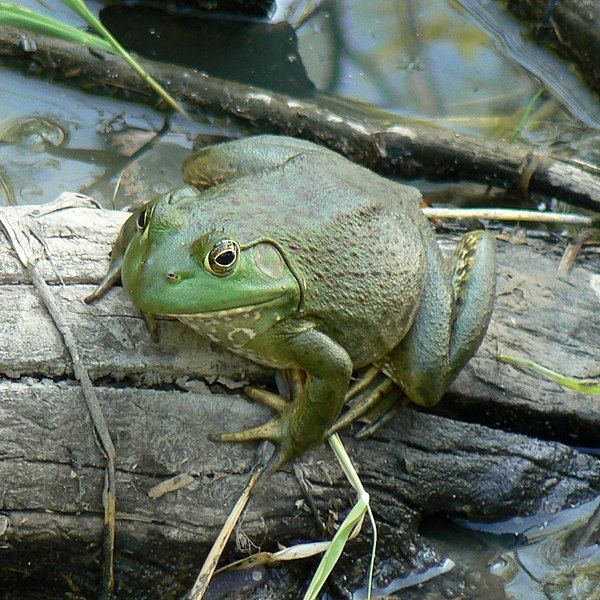 File:Lithobates catesbeianus Desoto1.jpg