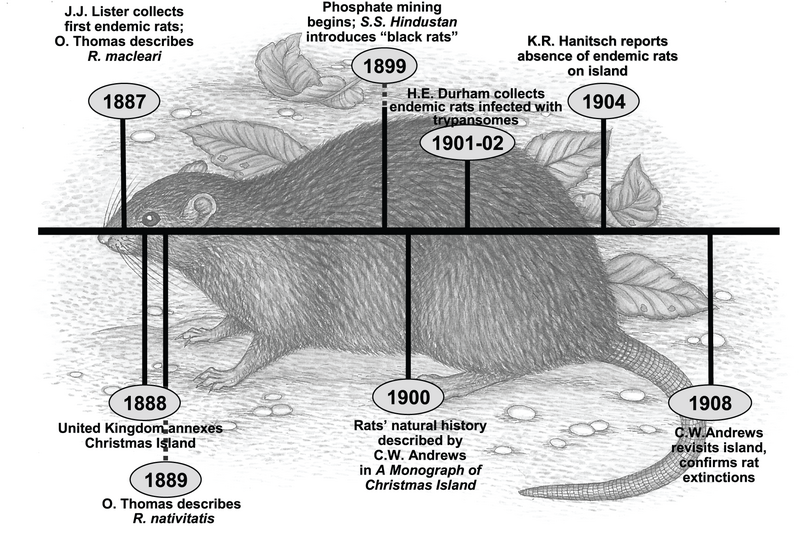 File:MaclearsRat-PLoSOne.png