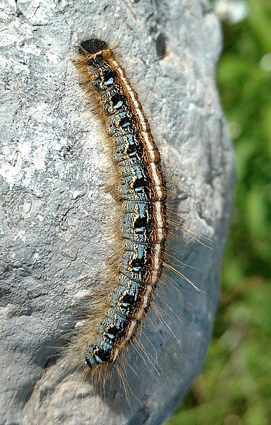 File:Malacosoma americanum caterpillar.jpg