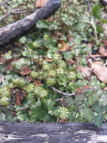 File:Marchantia beteroana 1.jpg