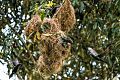 Metallic Starlings around high nests in the Daintree Rainforest in Queensland.