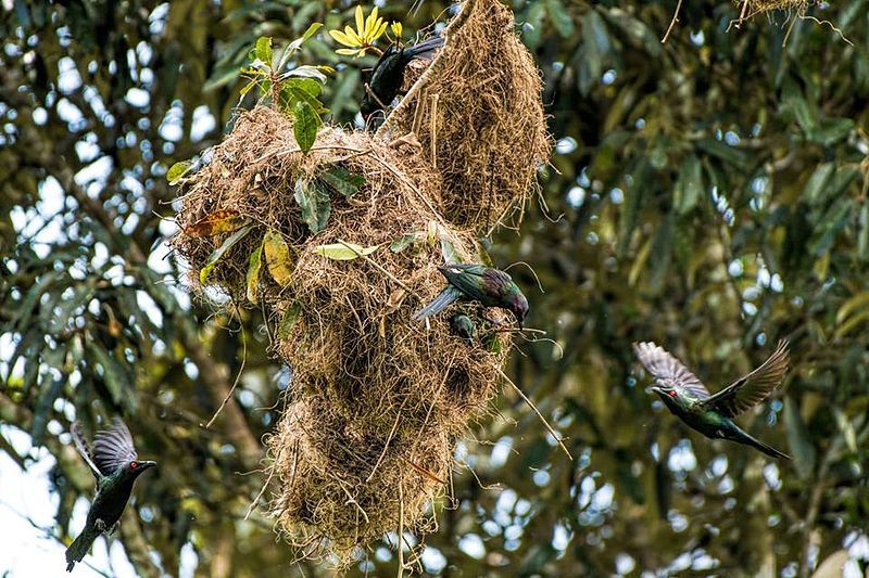 File:Metallic starlings nesting.jpg