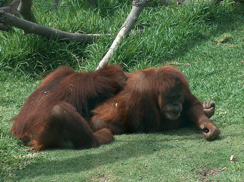 File:Orangutans01.jpeg