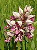 Military Orchid