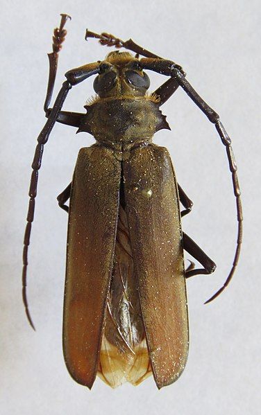 File:Orthomegas marechali.jpg