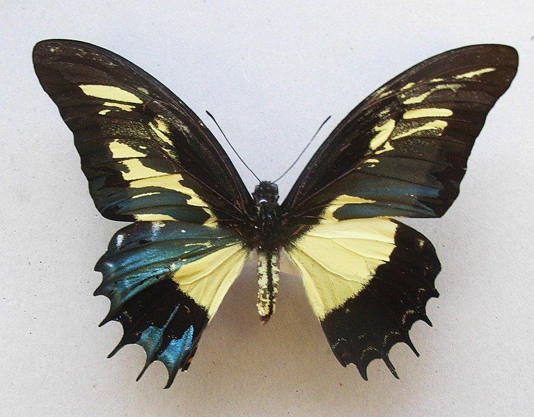 File:Papilioandrogeusgynandromorph.jpg