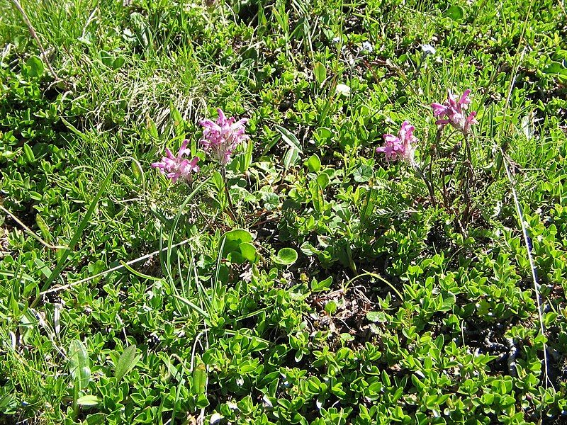 File:Pedicularis rosea allionii.jpg