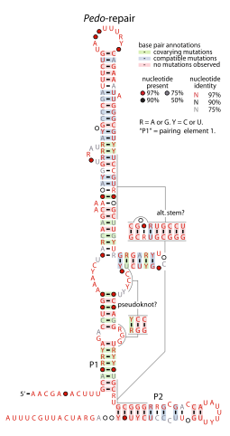 File:Pedo-repair-RNA.svg