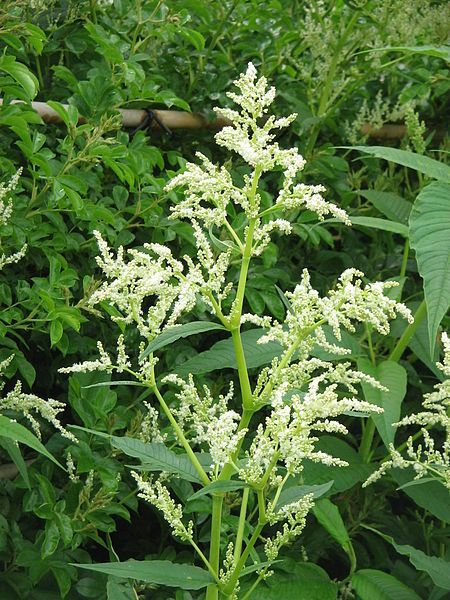 File:Persicaria wallichii02.jpg