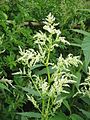 Persicaria wallichii