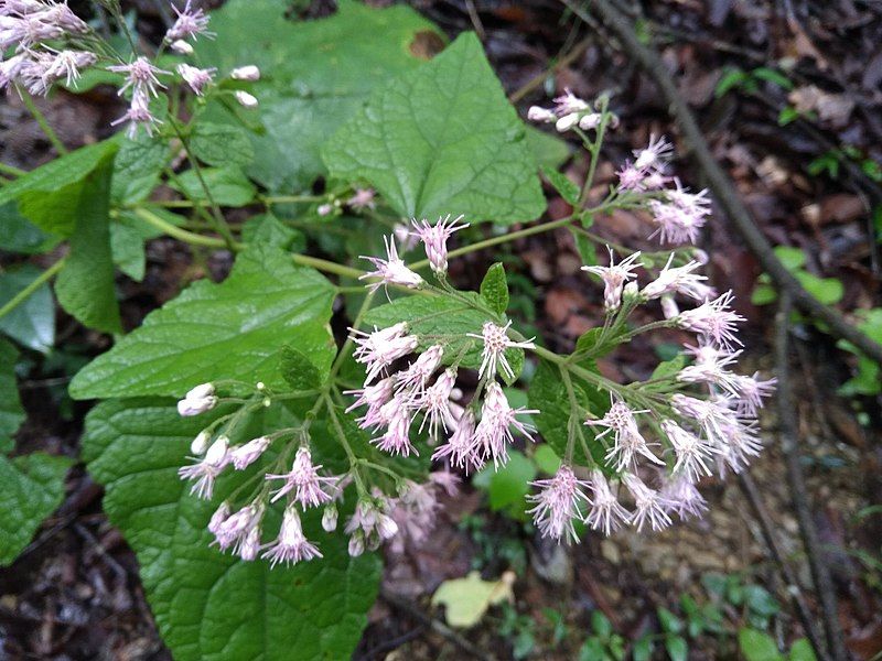 File:Peteravenia malvifolia.jpg