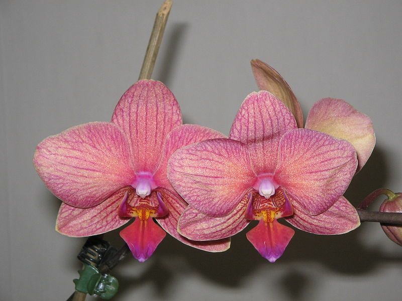 File:Phalaenopsis cv03.jpg