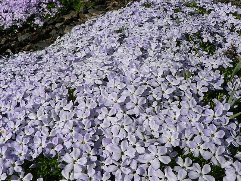 File:Phlox diffusa 22156.JPG