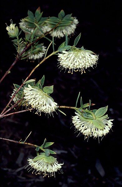 File:Pimelea lehmanniana.jpg