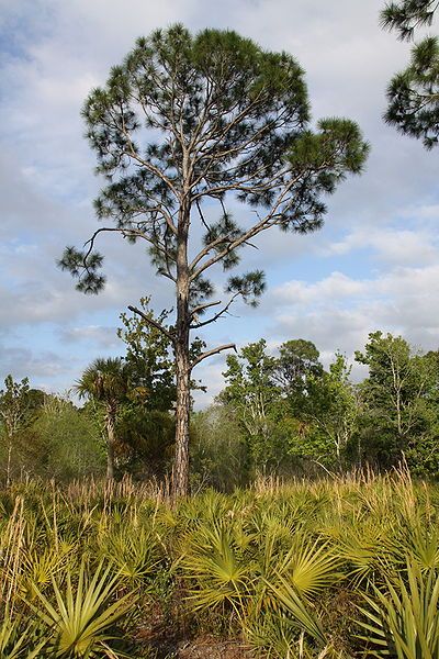 File:Pinus elliottii Werner-Boyce.jpg