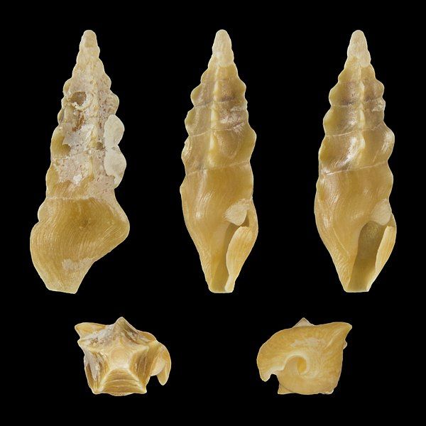 File:Plagiostropha quintuplex 01.jpg