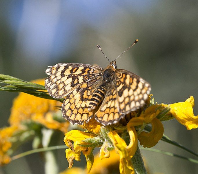 File:Poladryas arachne.jpg