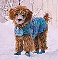 A poodle wearing a dog coat to protect it from the elements.