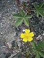 Potentilla reptans