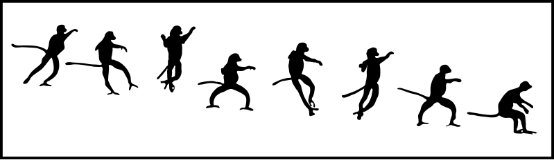 File:Propithecus bipedal gallop.svg