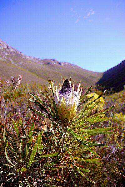 File:Protea longifolia (4).JPG