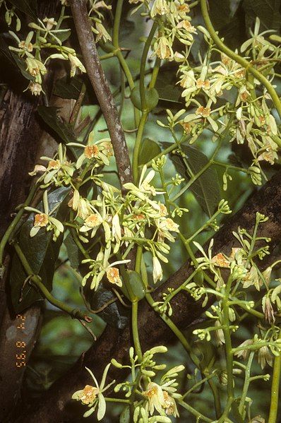 File:Pseudovanilla foliata.jpg