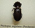 Ptichopus angulatus