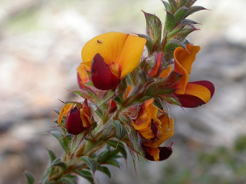 File:Pultenaea procumbens (5073639116).jpg