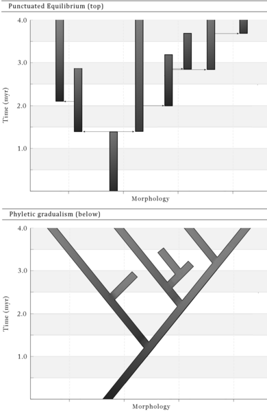 File:PunctuatedEquilibrium.png