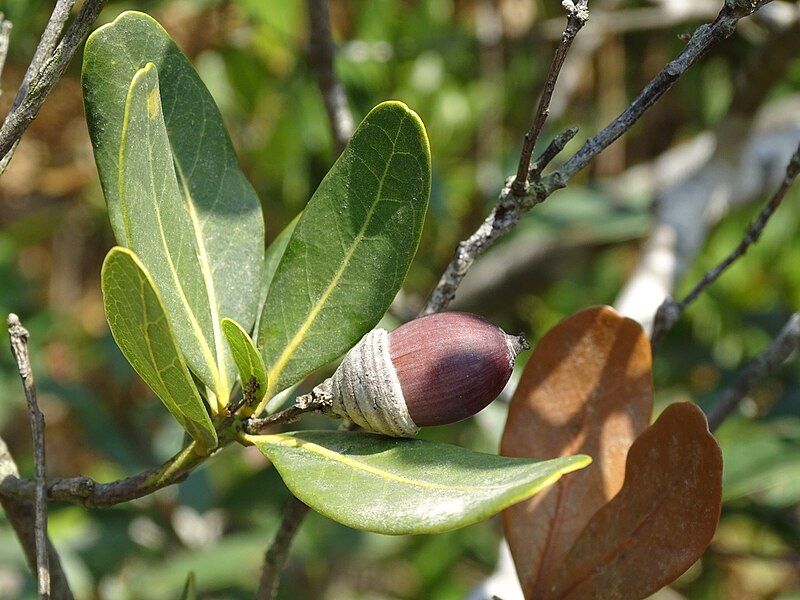 File:Quercus Litseoides.jpg