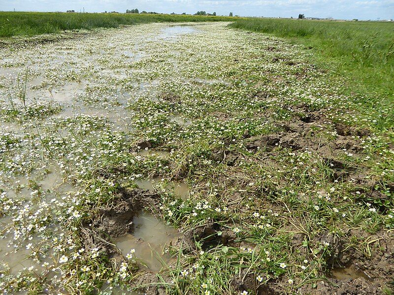 File:Ranunculus baudotii habitat.jpg