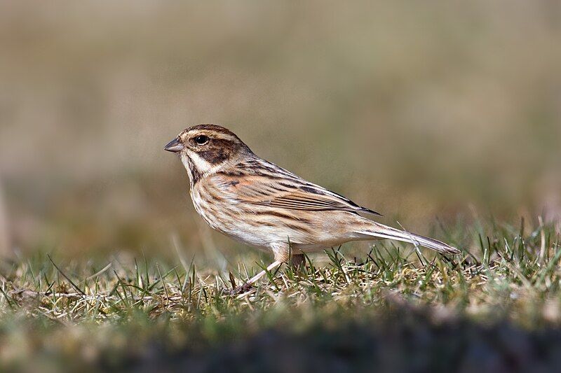 File:Reed Bunting.jpg