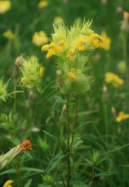 File:Rhinanthus glacialis 1.jpg