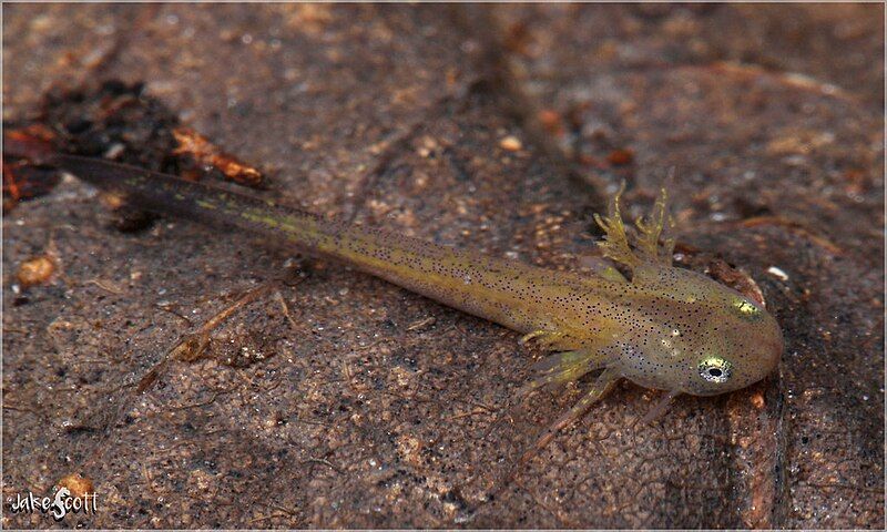 File:Ringed salamander larva.jpg