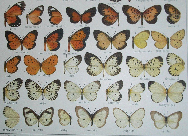 File:SeitzFaunaAfricanaPlate13pars.JPG