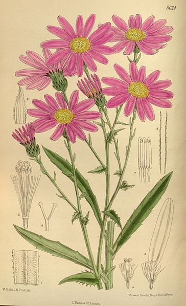 File:Senecio glastifolius 141-8624.jpg