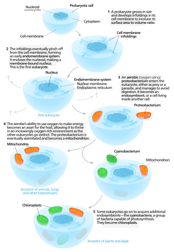 One model for the origin of mitochondria and plastids.