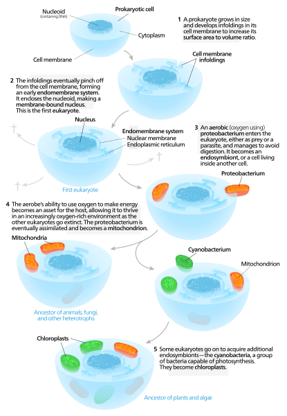 File:Serial endosymbiosis.svg