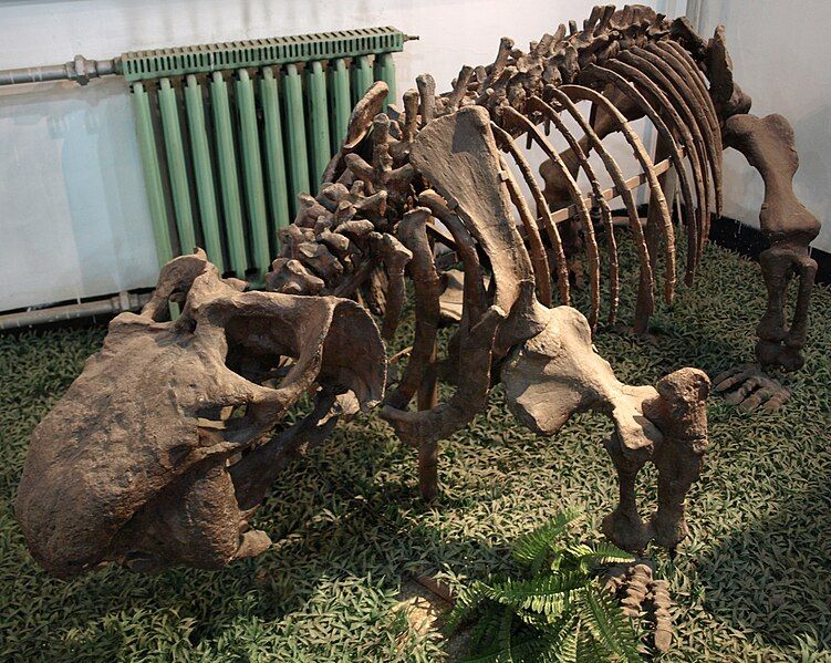 File:SinokannemeyeriaYingchiaoensis-PaleozoologicalMuseumOfChina-May23-08.jpg