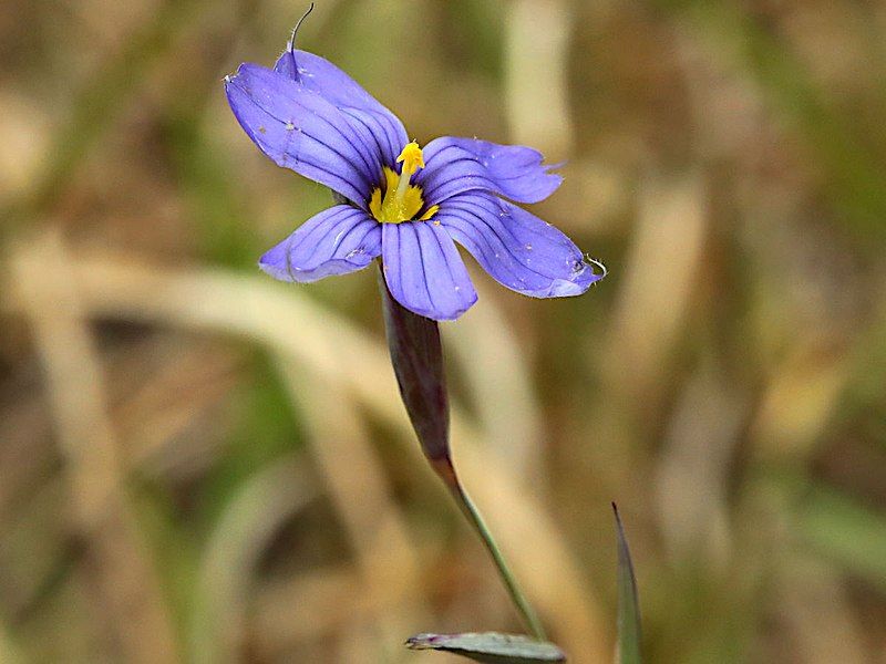 File:Sisyrinchium atlanticum-flower.jpg